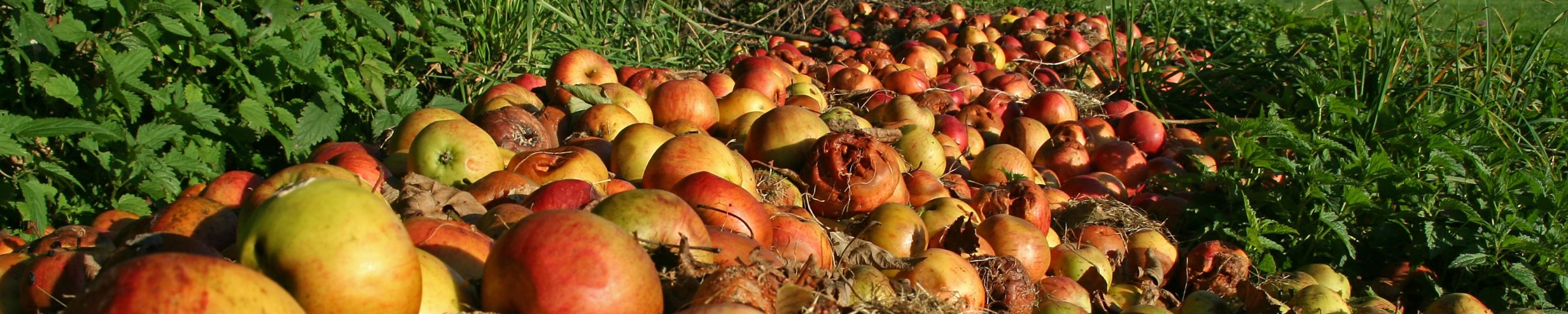 More than 600 million tonnes a year of food is lost between harvest and market,  primarily because of lack of cold-chain